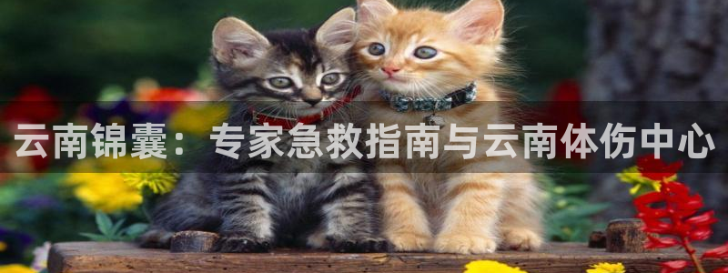 xc体育app官方网站：云南锦囊：专家急救指南与云南体伤中心